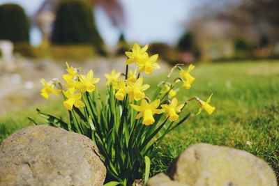 Close-up of yellow flowers blooming on field