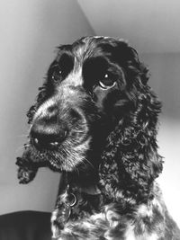 Cocker spaniel 