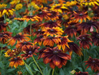 Close-up of orange flowering plants