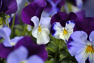 Close-up of purple flowering plant