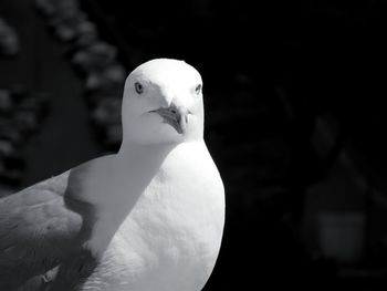 Close-up of swan