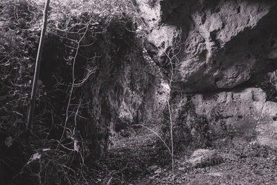 Trees growing in forest