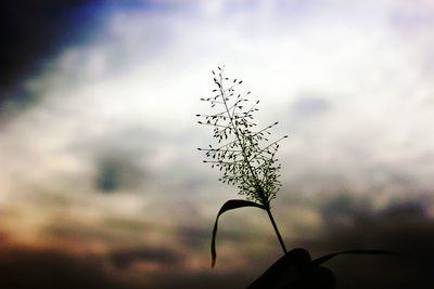 Close-up of plant against sky