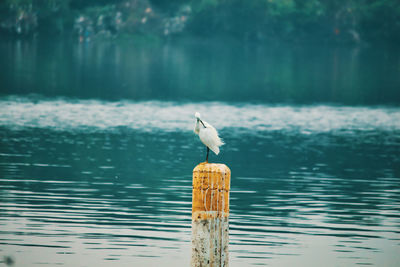 Seagull perching on wooden post in lake