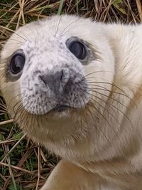 Close-up portrait of a rabbit