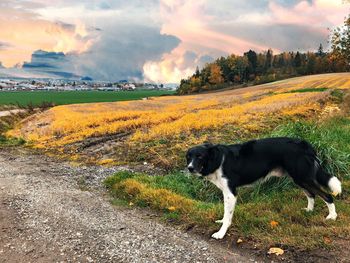 Dog on field during sunset