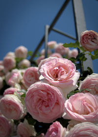 Close-up of pink roses blooming outdoors