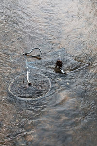 High angle view of turtle swimming in sea