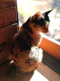 Close-up of cat sitting on wood at home