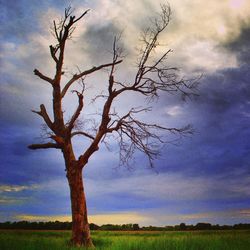 Bare trees on field against cloudy sky