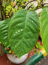 Close-up of wet plant leaves during rainy season