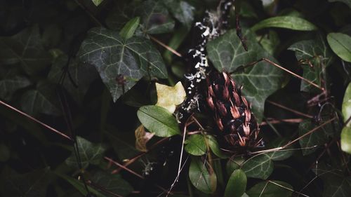 High angle view of leaves on plant