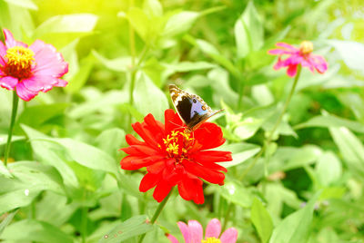 Close-up of honey bee on flower