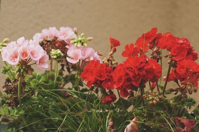 Close-up of pink flowers