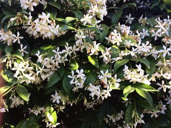 Close-up of white flowering plants