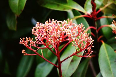 Close-up of red flowers