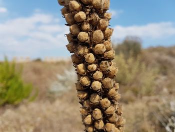 Close-up of stack of plant against sky