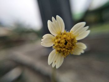 Close-up of yellow flower blooming outdoors