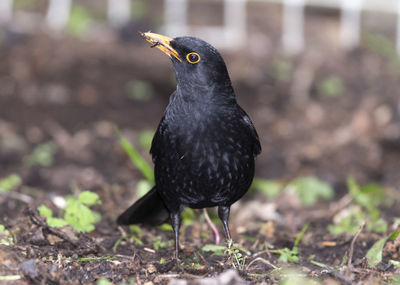 Close-up of a bird looking away