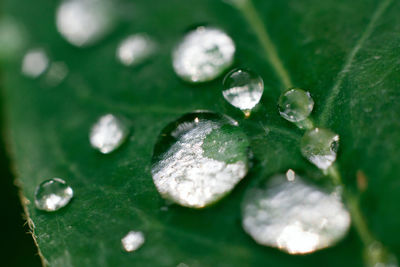 Close-up of raindrops on leaves