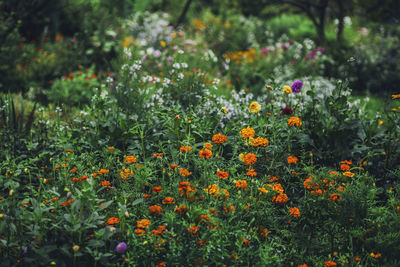 Flowers blooming in garden