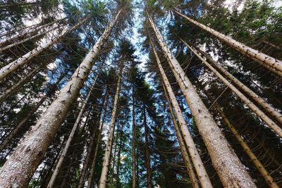 Low angle view of bamboo trees in forest