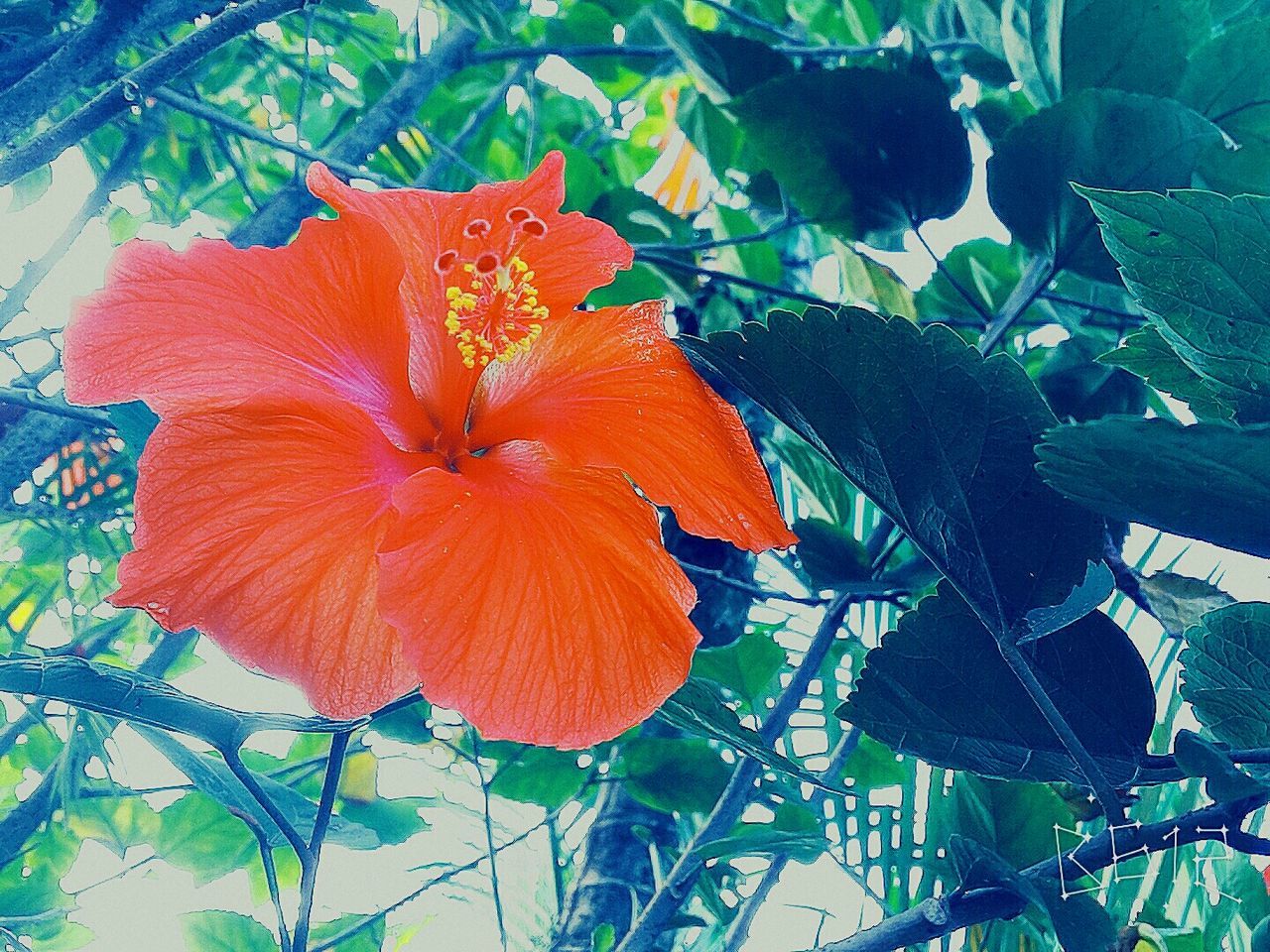 leaf, growth, orange color, fragility, close-up, beauty in nature, plant, nature, freshness, flower, low angle view, red, petal, focus on foreground, leaf vein, day, outdoors, flower head, natural pattern, season