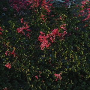 Close-up of red flowers