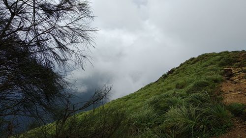 Low angle view of trees against sky