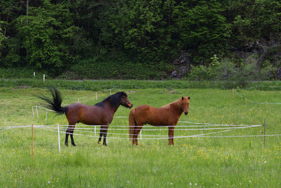 Horse standing on field