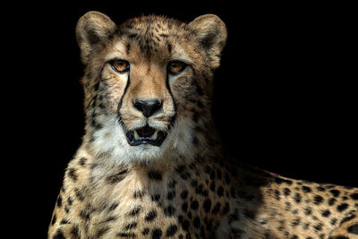 Cheetah portrait acinonyx jubatus on black background