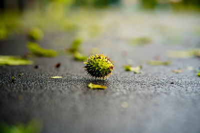 Close-up of plant on road