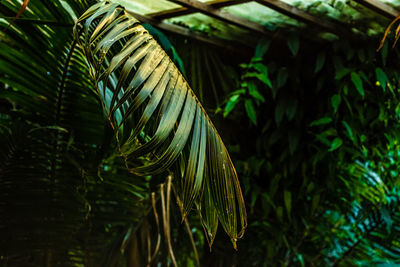 Close-up of palm tree leaves