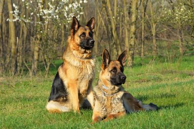 Portrait of a dog on grassland