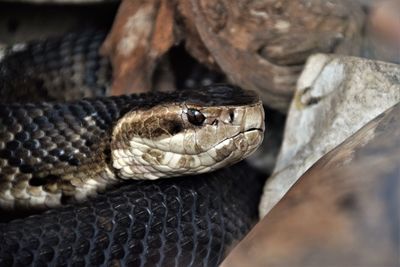 Close-up of an animal