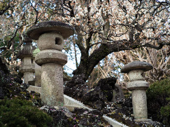 Low angle view of cherry blossom on tree