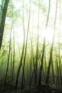Trees in forest