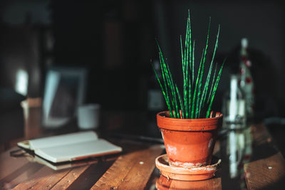 Close-up of plant on table