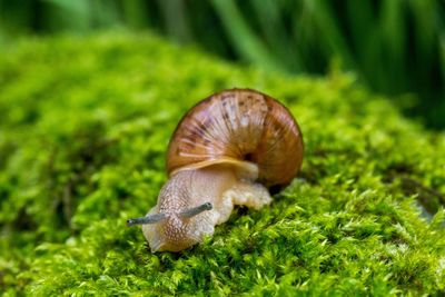 Close-up of snail on moss