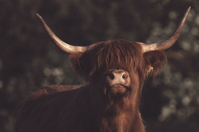 Highland cow looking straight at camera 