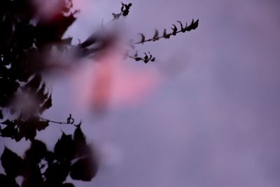 Low angle view of flowering plant against sky