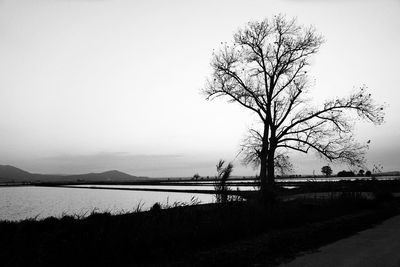 Bare tree on field by lake against sky