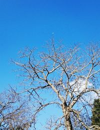 Low angle view of bare tree against blue sky