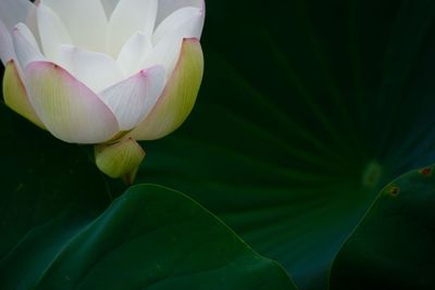 Close-up of lotus water lily