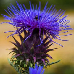 Close-up of insect on purple flower