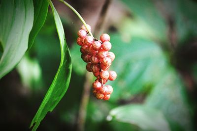 Close-up of red berries on tree