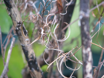 Close-up of twigs on tree