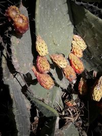 High angle view of succulent plant