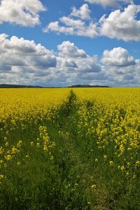 Scenic view of oilseed rape field against cloudy sky