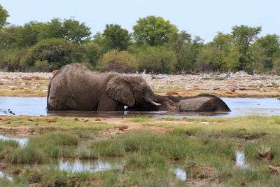 View of elephant in the lake